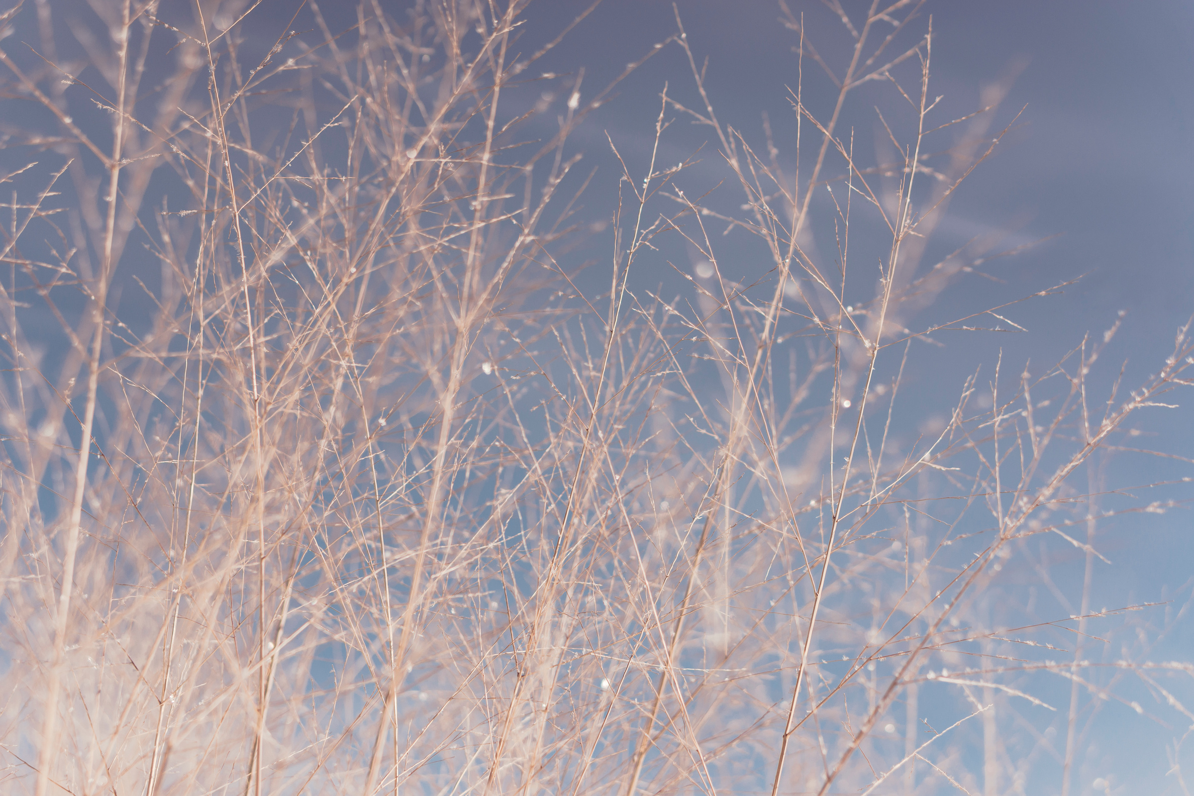 Dry Trees  with Smoke