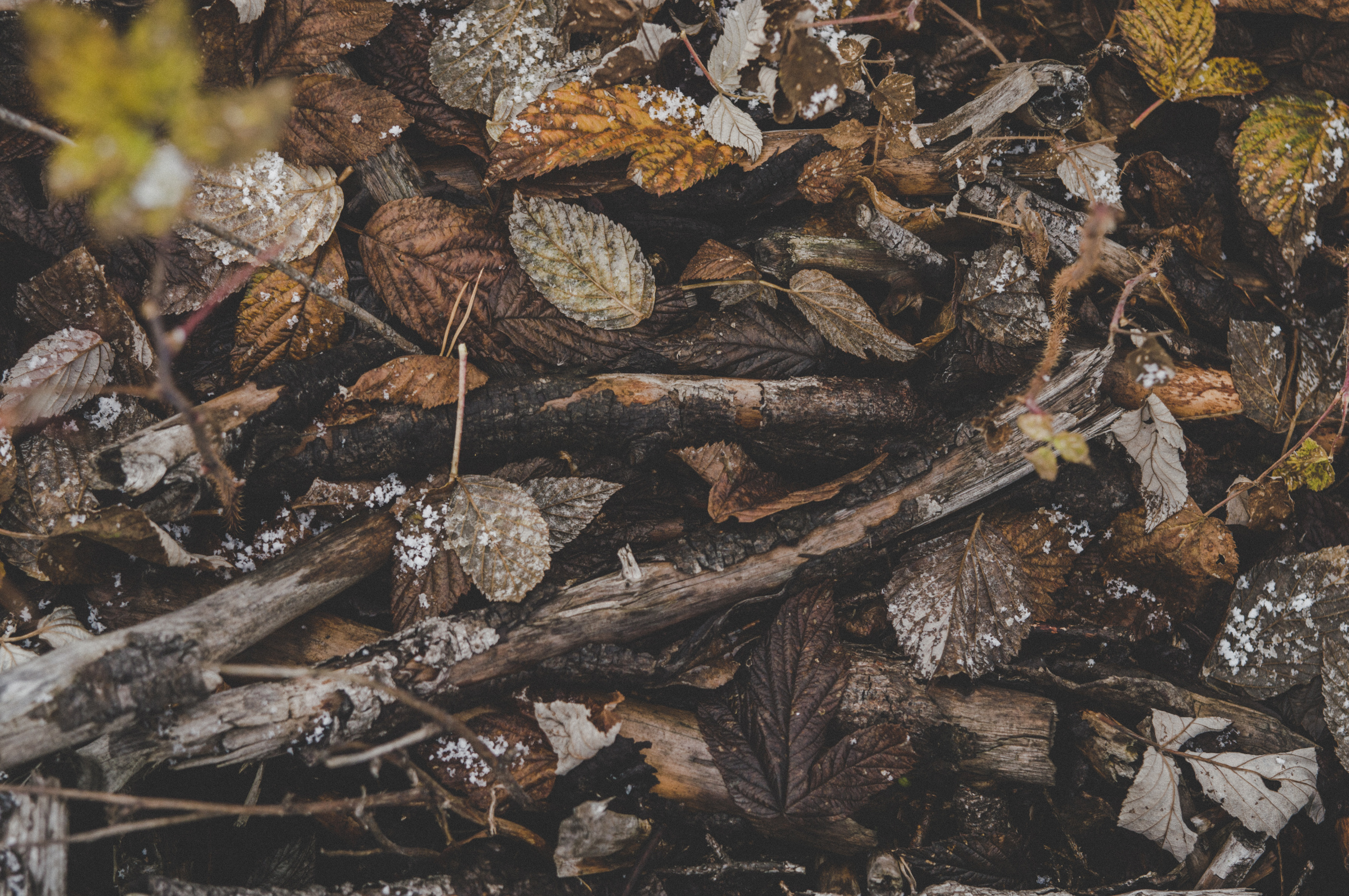 Pile of Brown Tree Branches and Dried Leaves